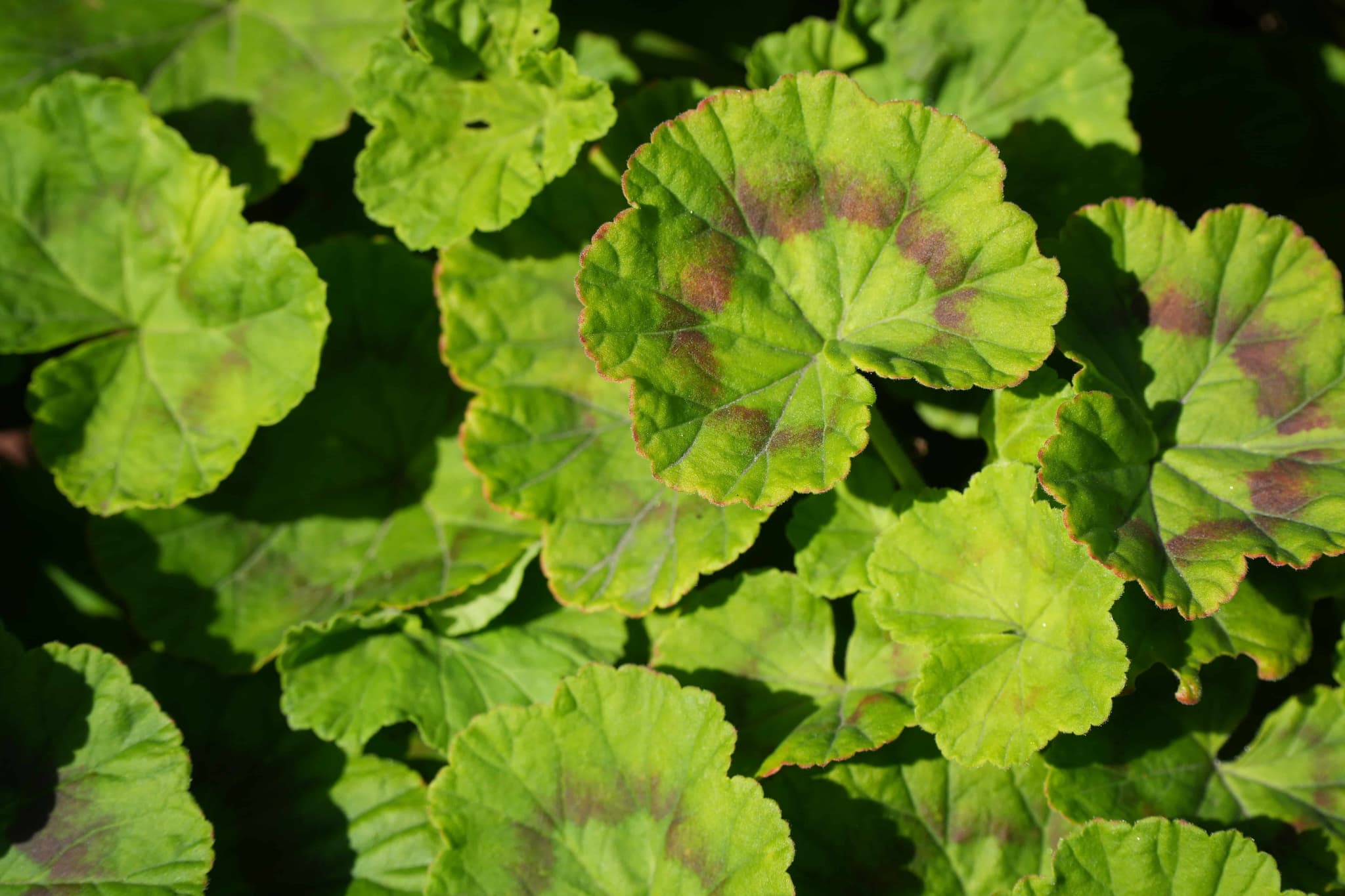 Leafy Greens